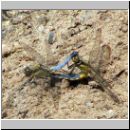 Orthetrum cancellatum - Grosser Blaupfeil 02 Paarung.jpg